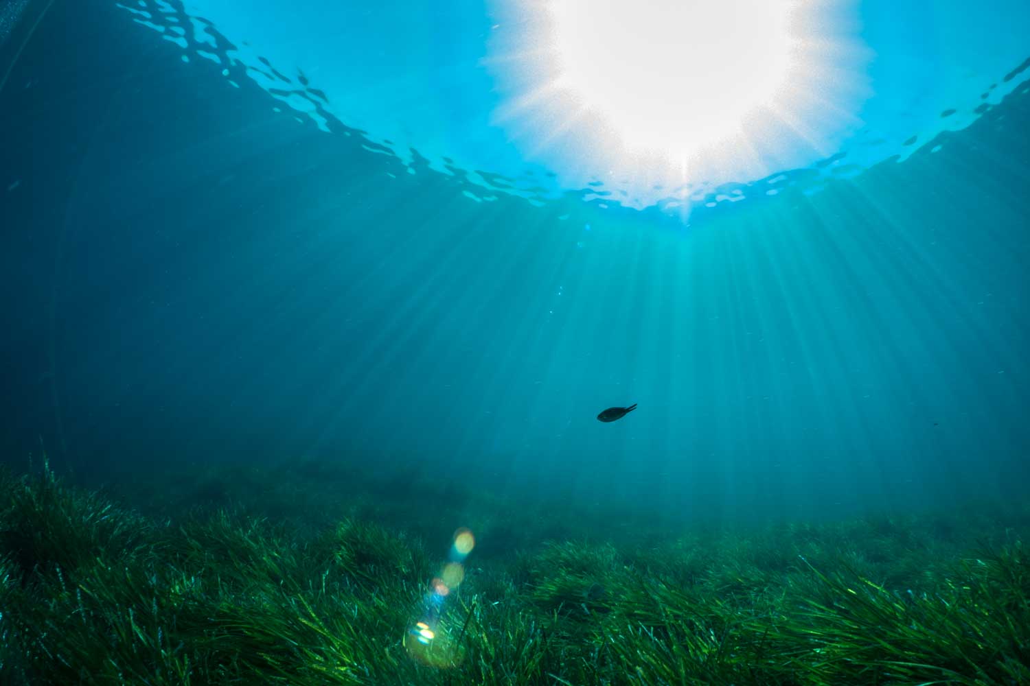 Sunlight penetrates clear blue water, illuminating seaweed and a fish in an underwater scene.