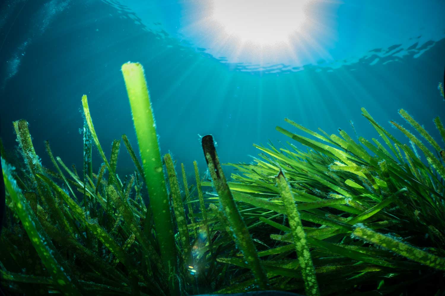 Underwater view of vibrant green seagrass illuminated by sunlight, creating a serene ocean scene.