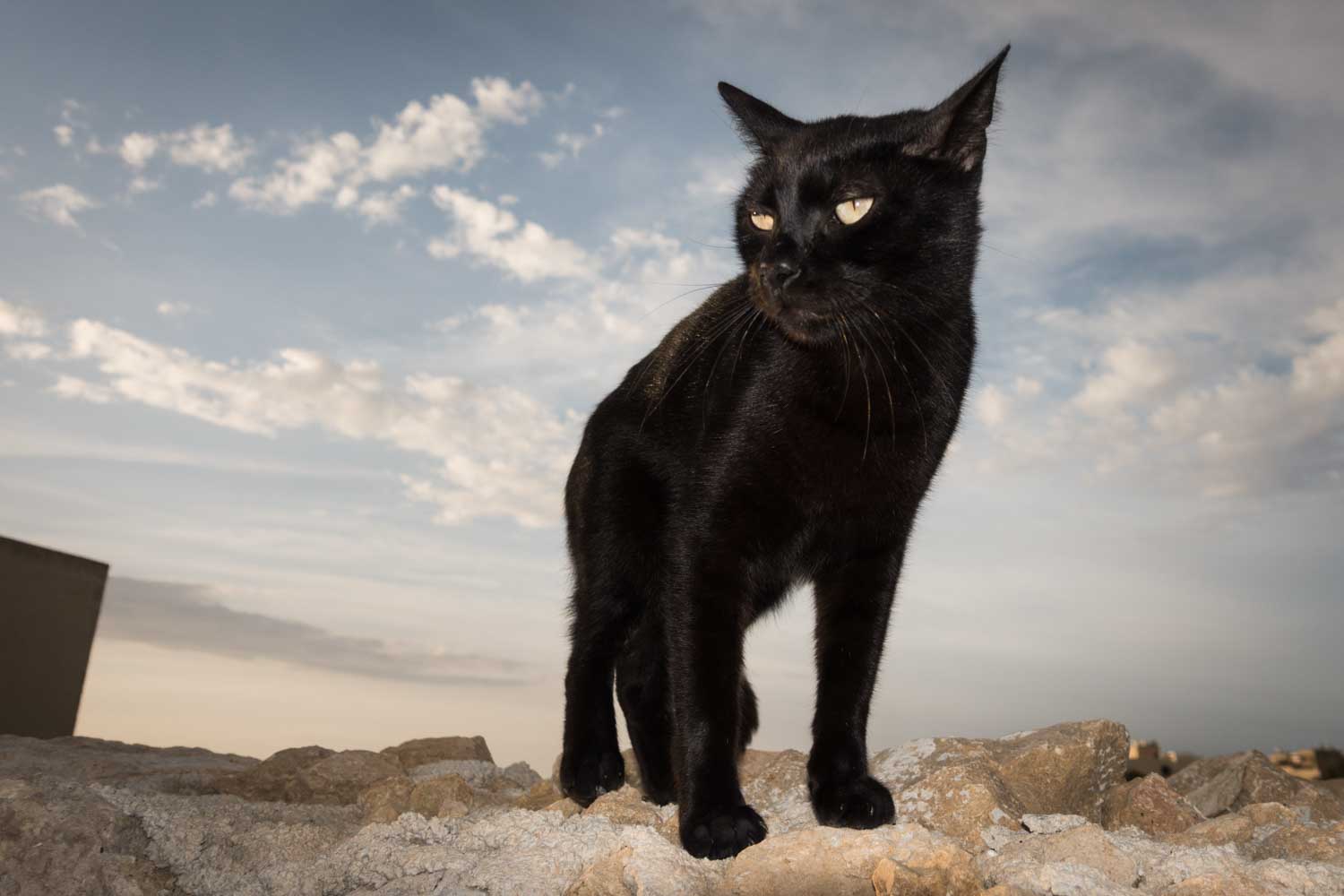 Black cat standing on rocks against a cloudy sky background.