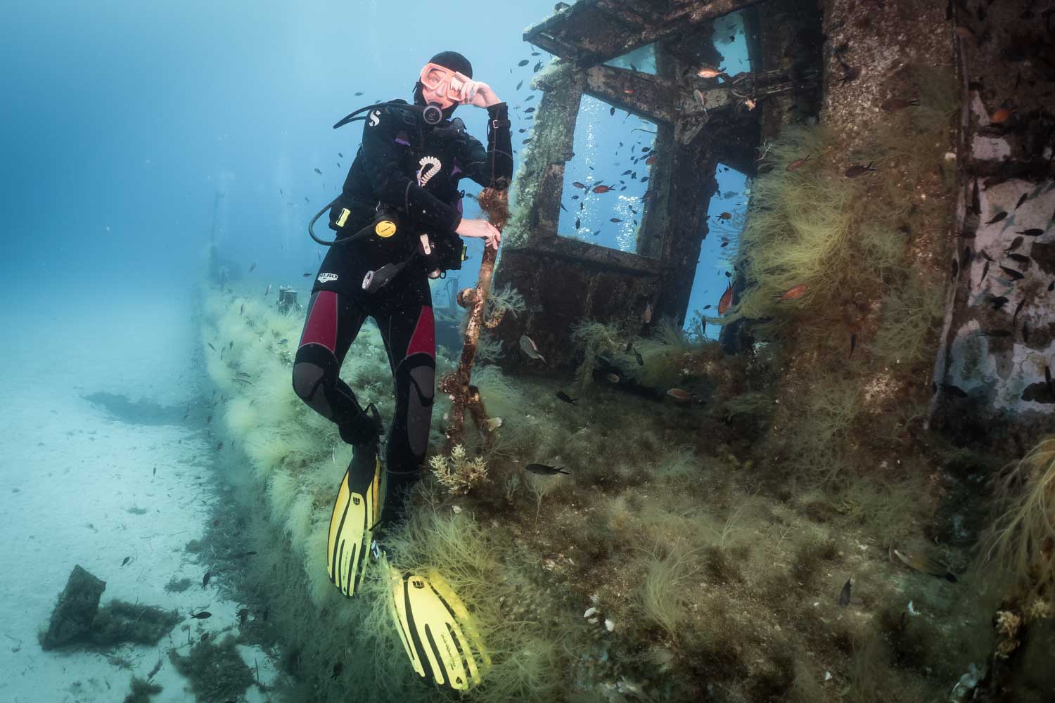 Scuba diver exploring underwater shipwreck covered in algae, surrounded by small fish and wearing yellow fins.