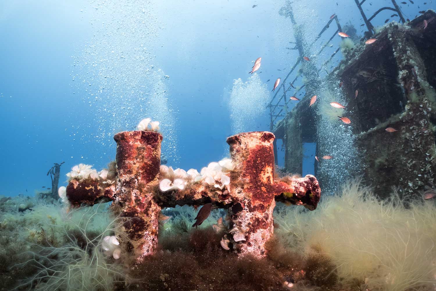 Underwater shot of a weathered shipwreck with rusted metal and bubbles, surrounded by marine life and coral formations.