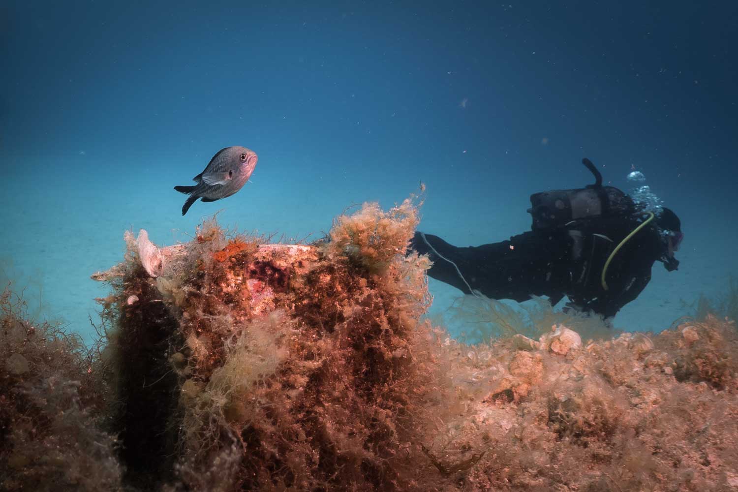 Diver exploring underwater coral reef with a small fish swimming nearby.