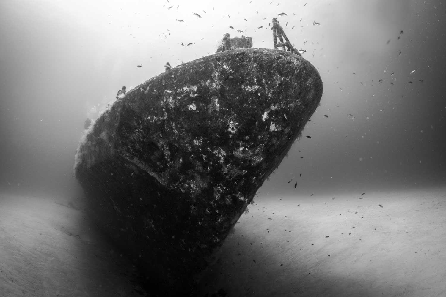 Underwater view of a shipwreck, covered in marine life, surrounded by fish, resting on the ocean floor.
