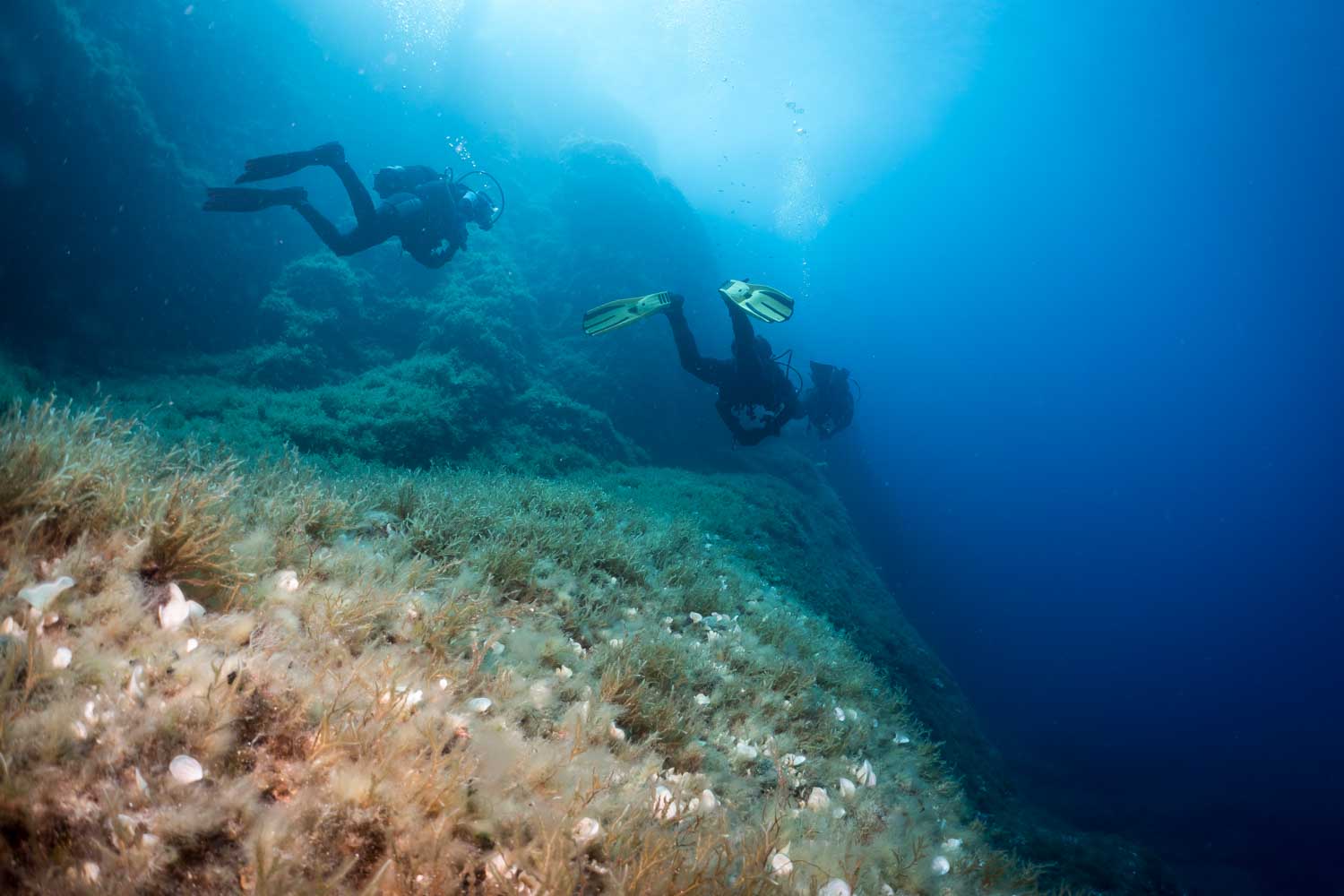 Two scuba divers explore an underwater reef with seaweed and shells, surrounded by clear blue ocean water.