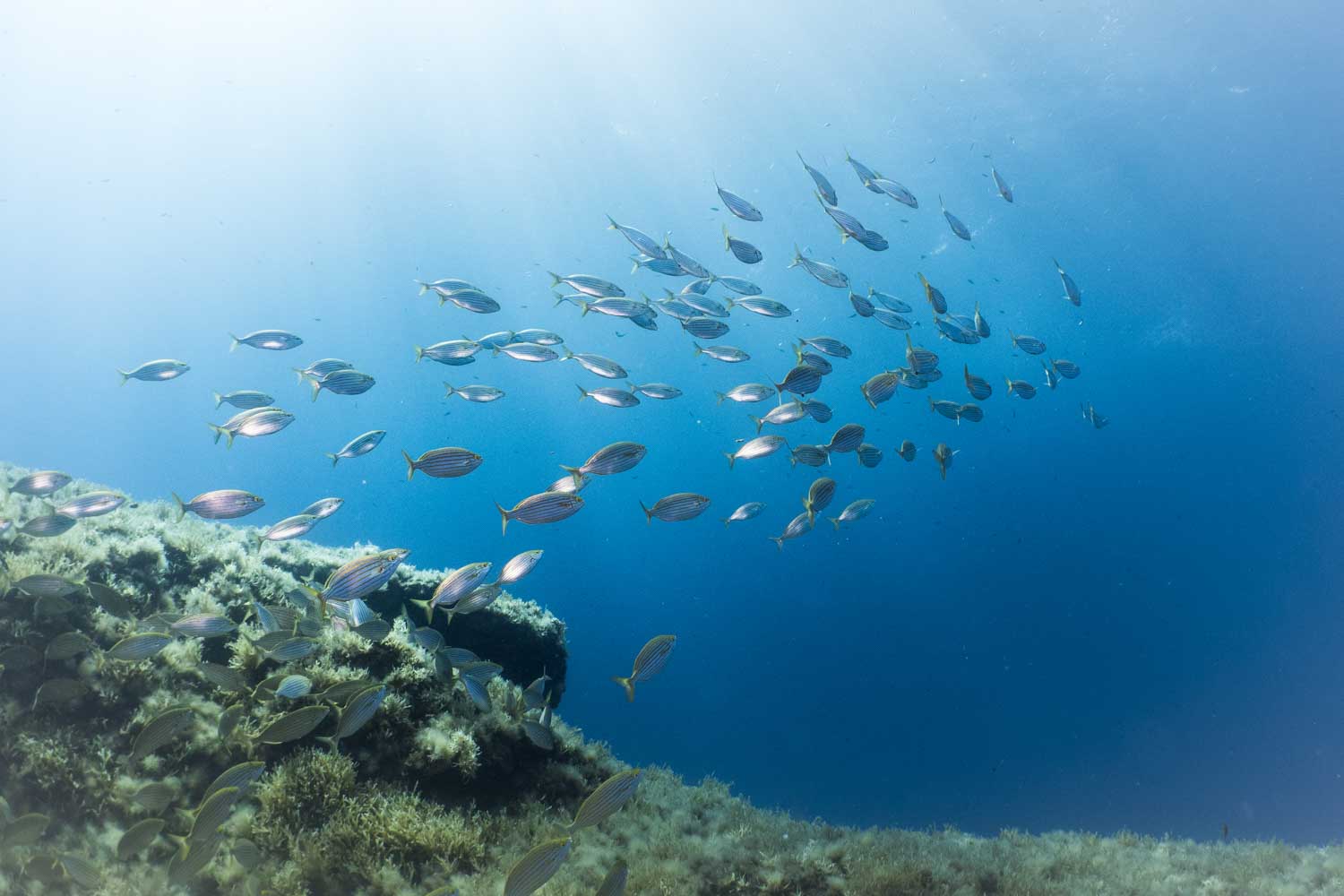 School of fish swimming above a coral reef in clear blue ocean water.