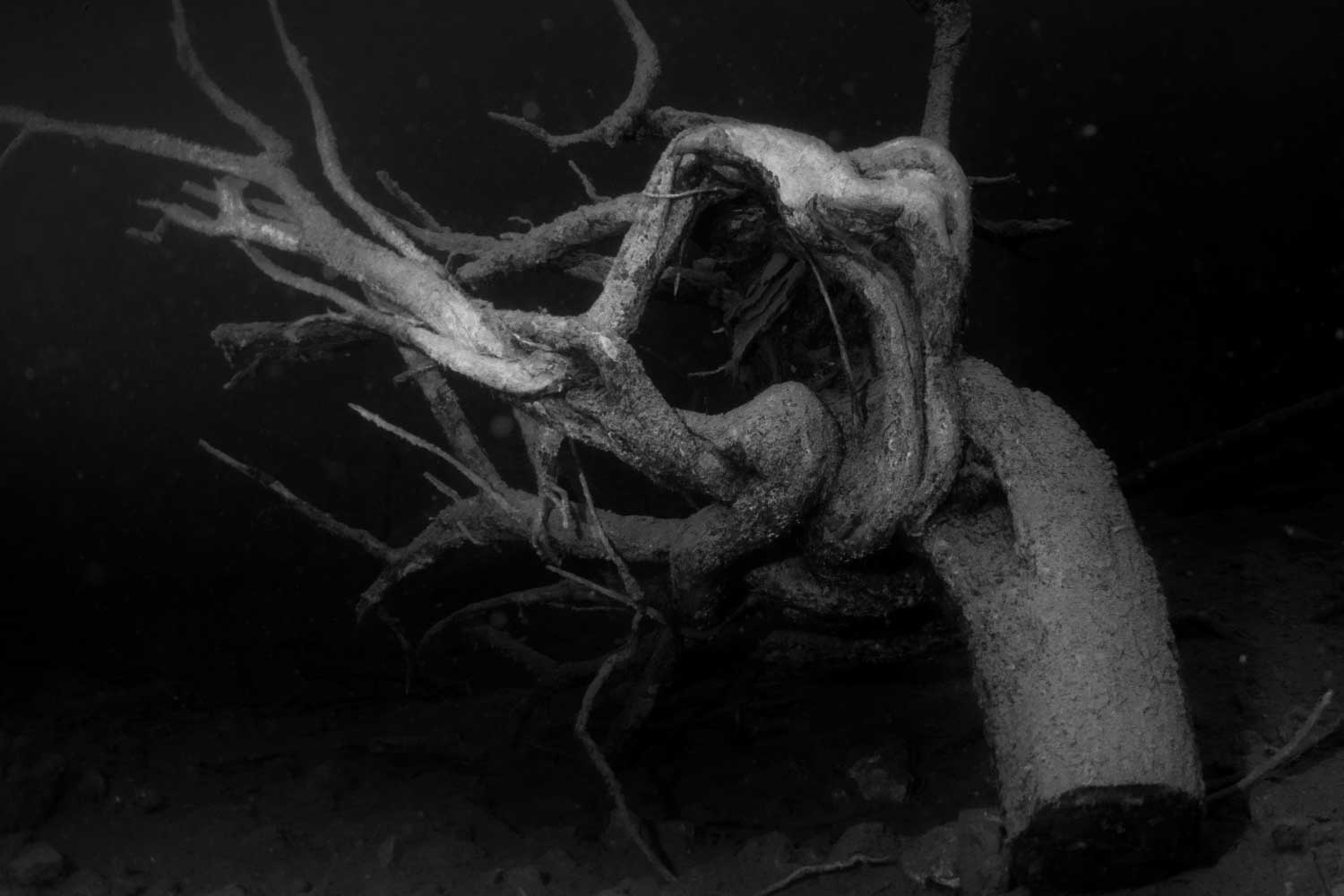 Gnarled tree roots submerged underwater in a dark, murky environment.