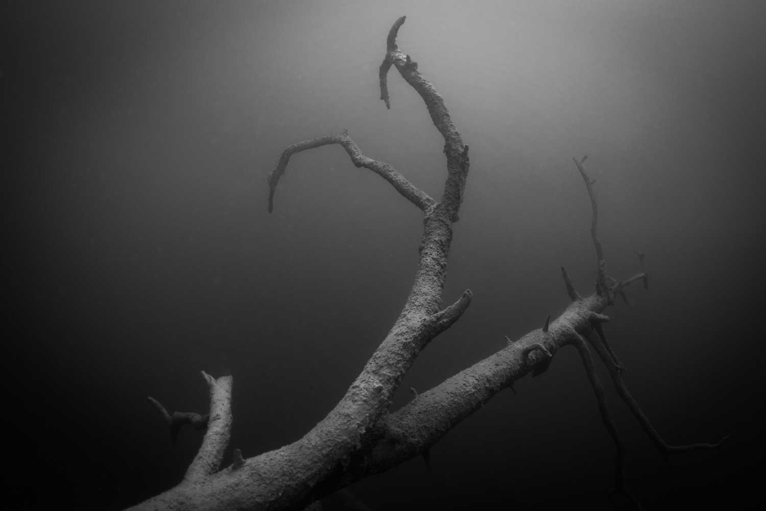 Underwater view of a submerged tree branch in murky water, showcasing textured bark and long, twisted limbs.