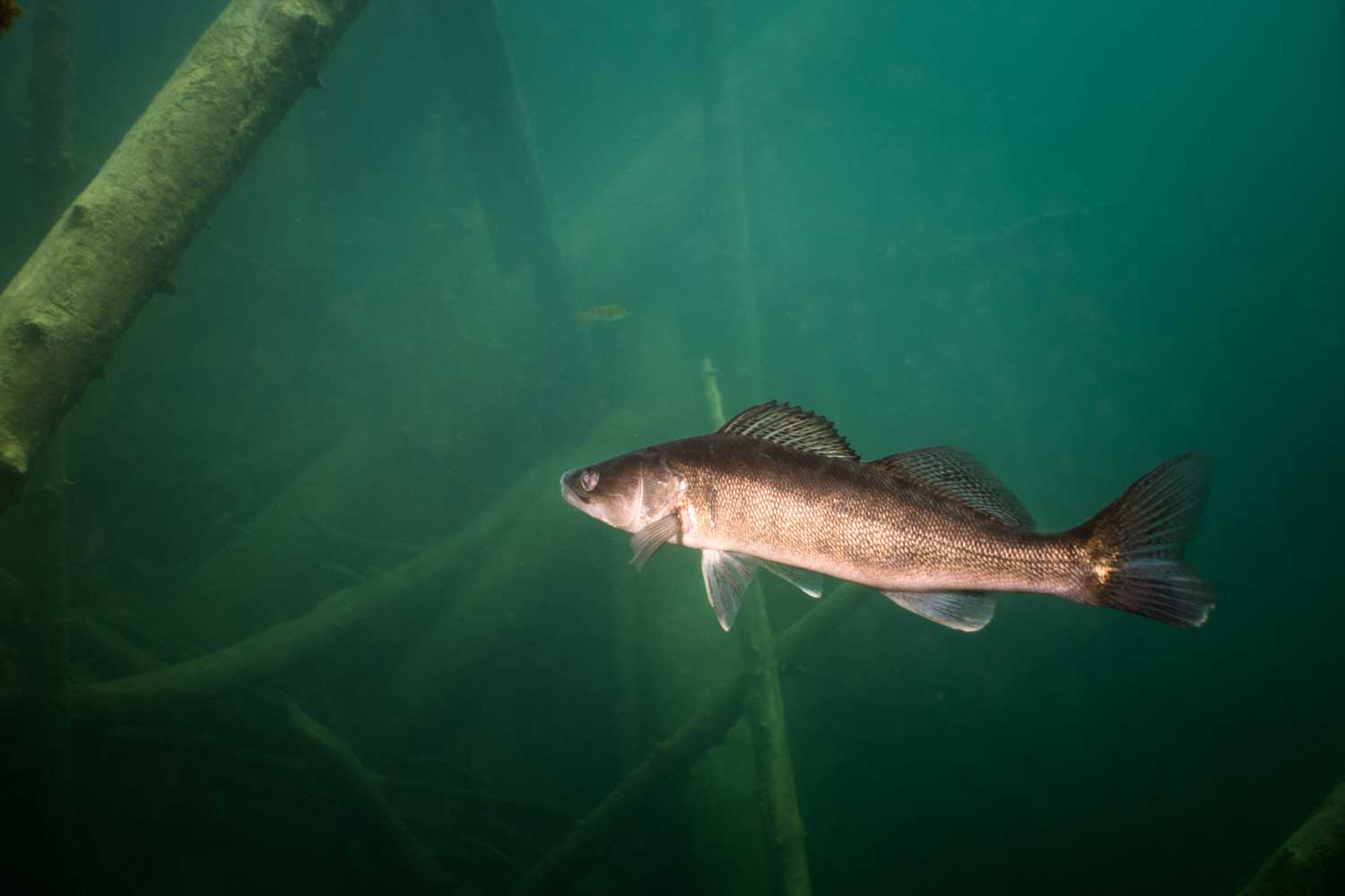 Underwater photo of a walleye fish swimming past submerged logs in clear green water.