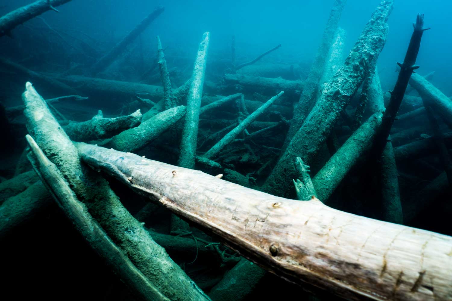 Submerged logs underwater, covered in algae and silt, creating an eerie, mysterious aquatic scene.