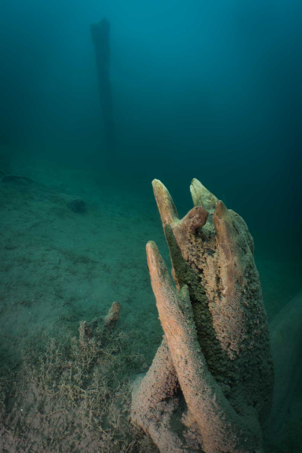 Underwater scene showing an ancient tree trunk submerged in a calm, clear body of water.