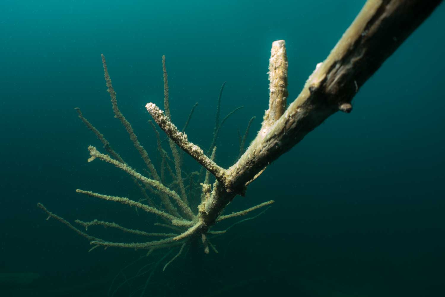 Underwater view of a submerged tree branch covered in aquatic growth, illuminated against a dark blue-green background.