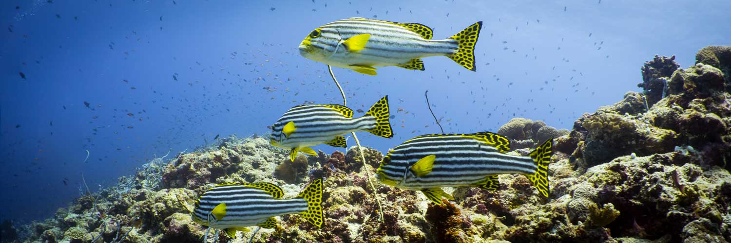 Four striped tropical fish swim over vibrant coral reef in clear blue ocean.