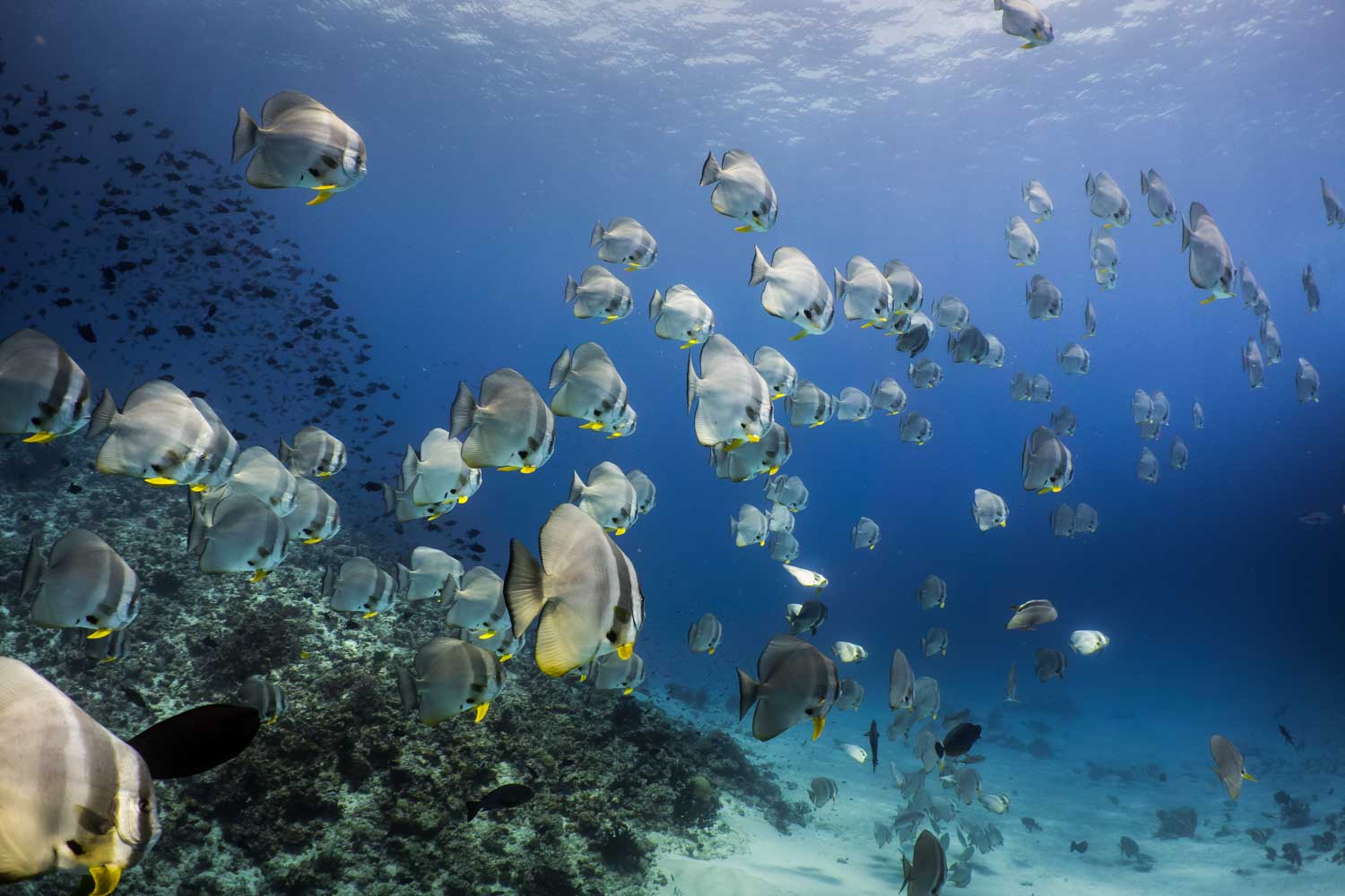School of batfish swimming over a coral reef in clear blue ocean water.
