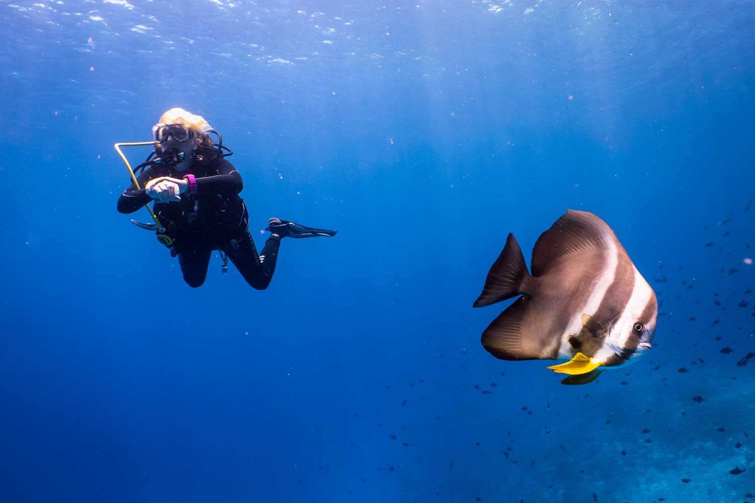 Scuba diver exploring underwater with a large striped fish in clear blue ocean.