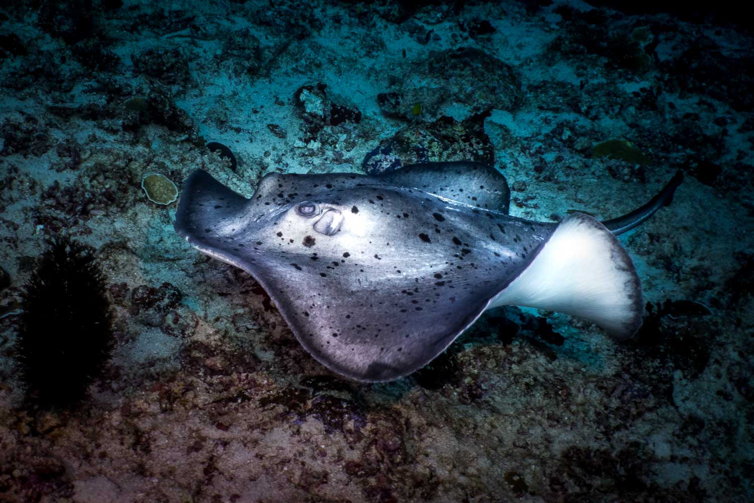Spotted stingray swimming over ocean floor, showcasing its distinct markings and elegant wings.