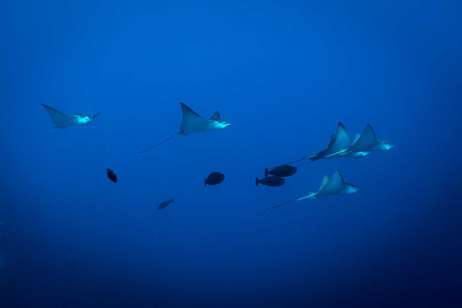 A group of spotted eagle rays swimming in deep blue ocean waters.