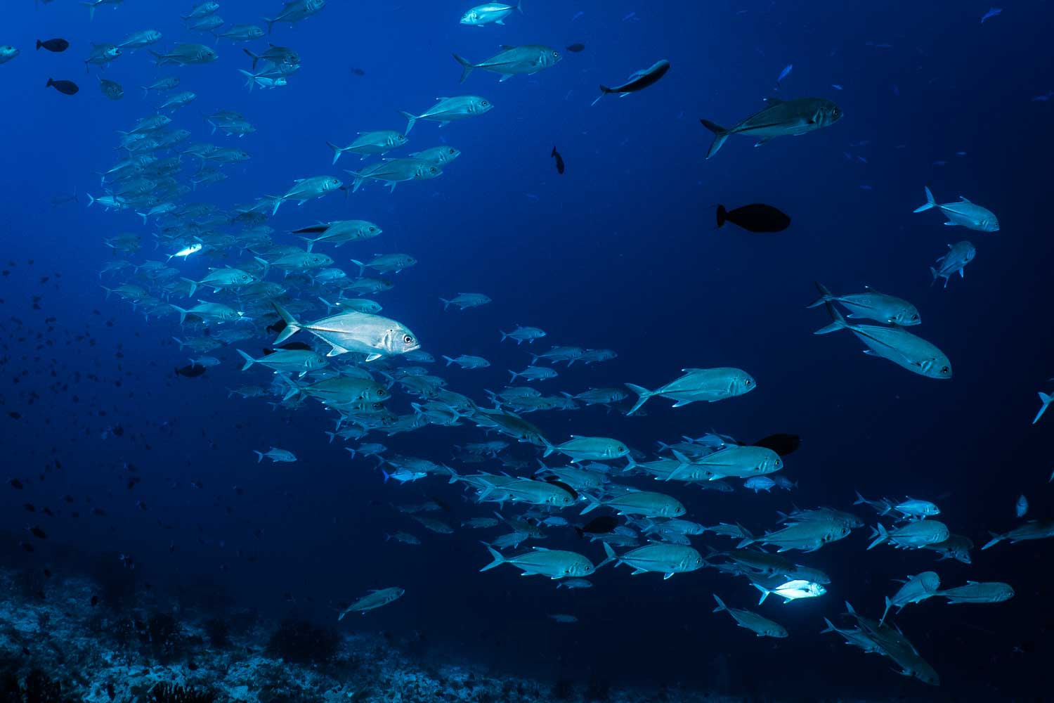 School of fish swimming in deep blue ocean water, showcasing marine life beauty against a dark seabed background.