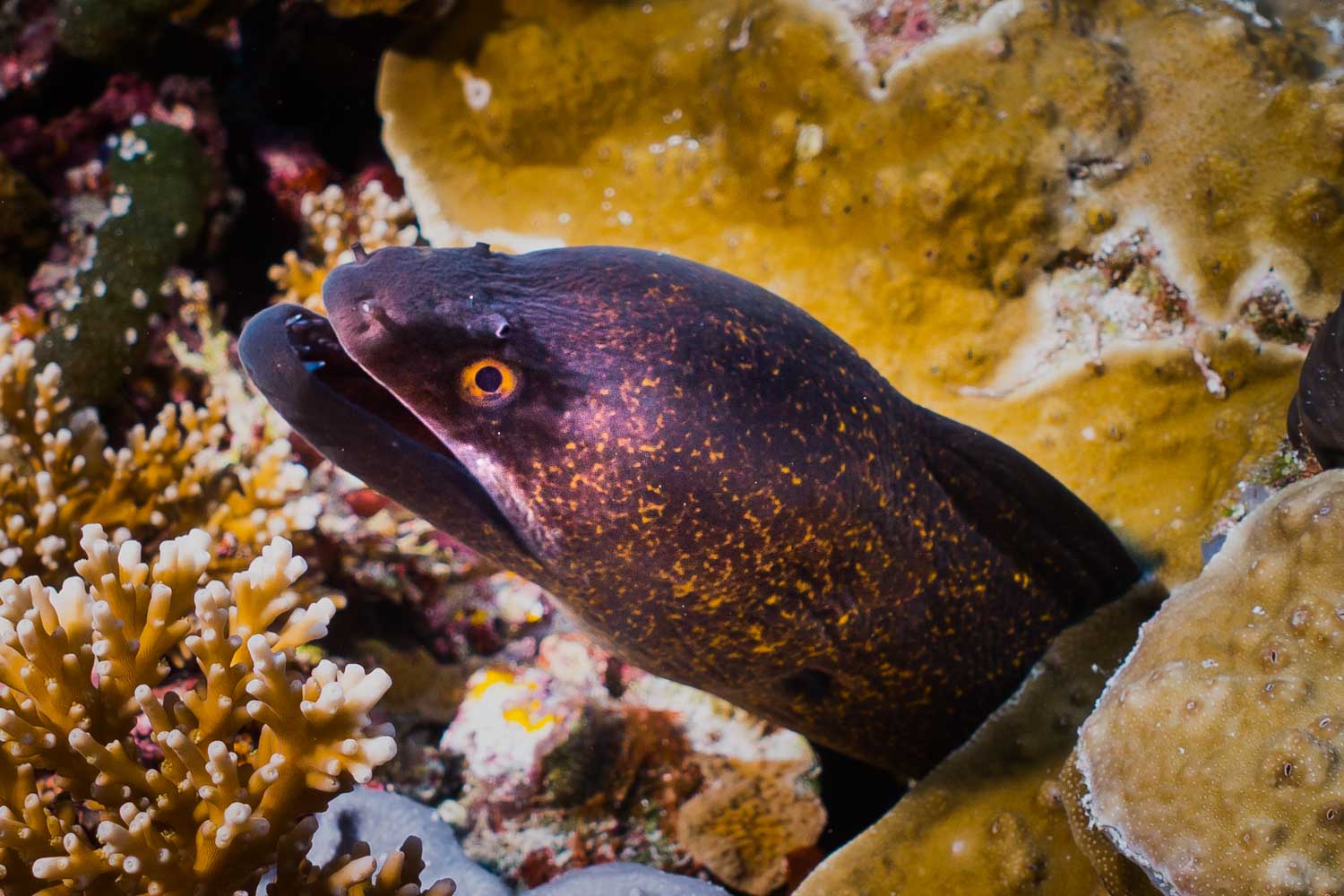 Moray eel peeking from vibrant coral reef, displaying speckled skin and sharp teeth underwater.