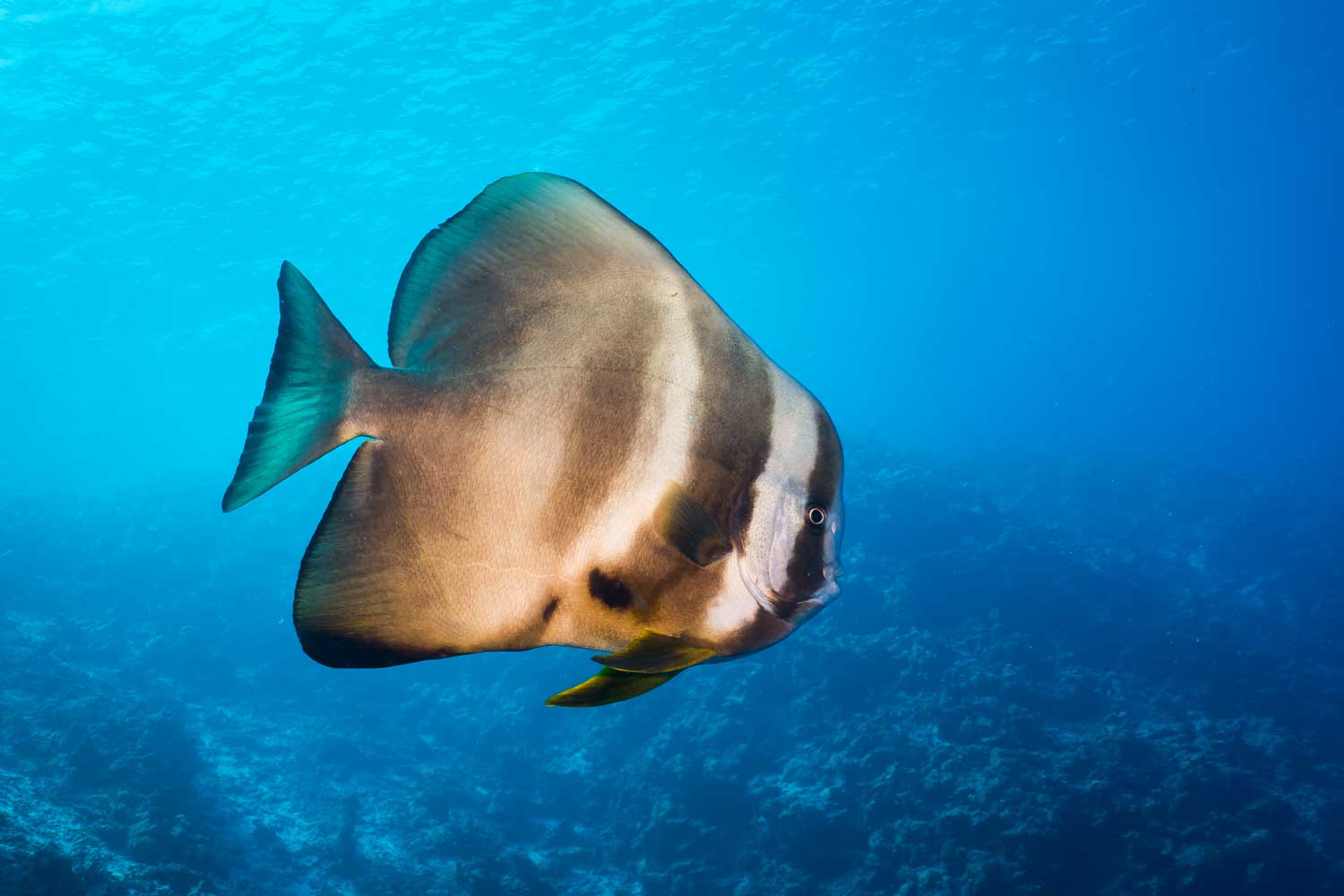 Silver batfish swimming in clear blue ocean over coral reef.