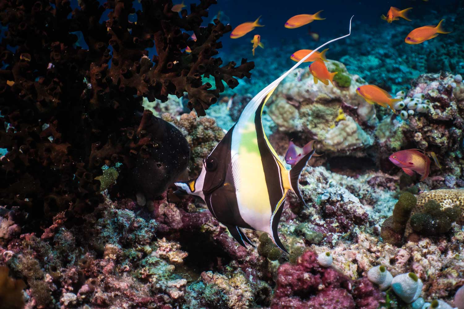 Colorful tropical fish swim near a coral reef in vibrant blue waters, showcasing diverse marine life.