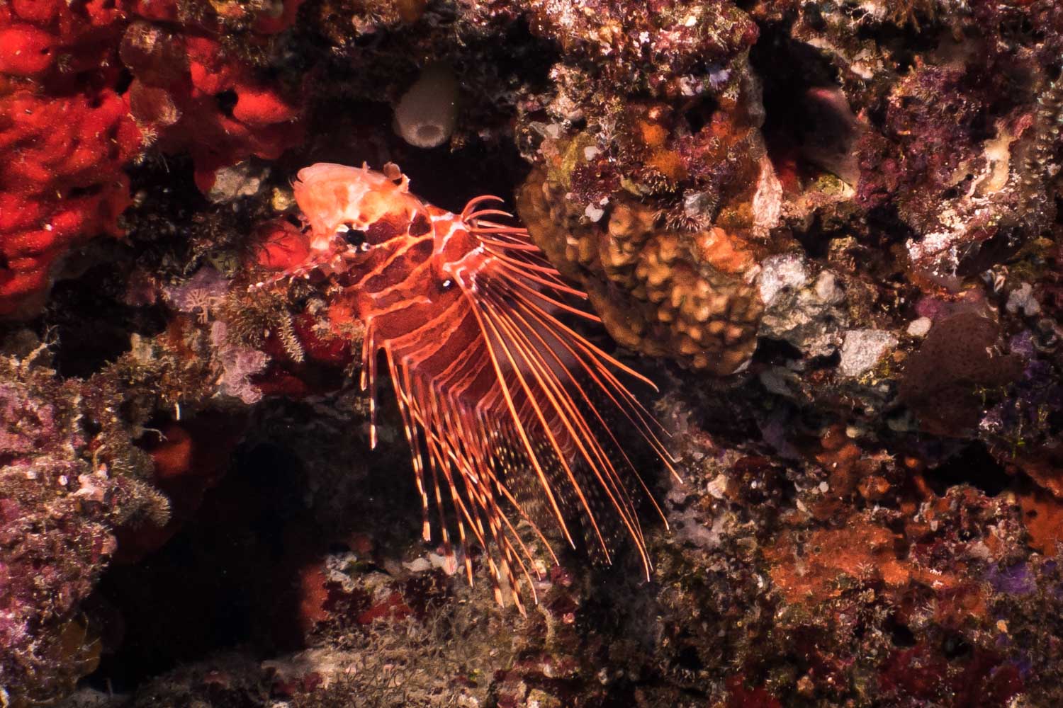 Vibrant lionfish with flowing fins swimming among colorful coral reef.