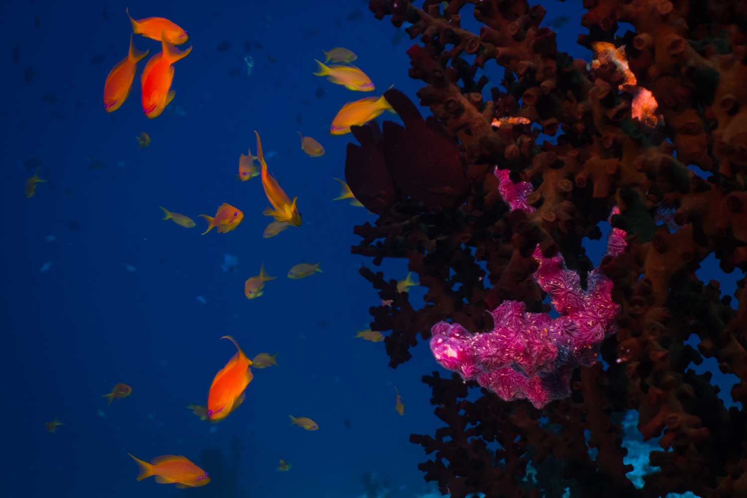 Vibrant orange fish swim near colorful coral against a deep blue ocean backdrop.