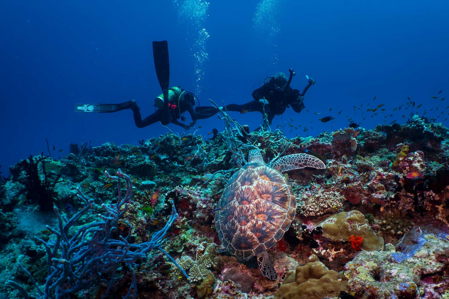 Scuba divers exploring coral reef with a sea turtle under clear blue water.
