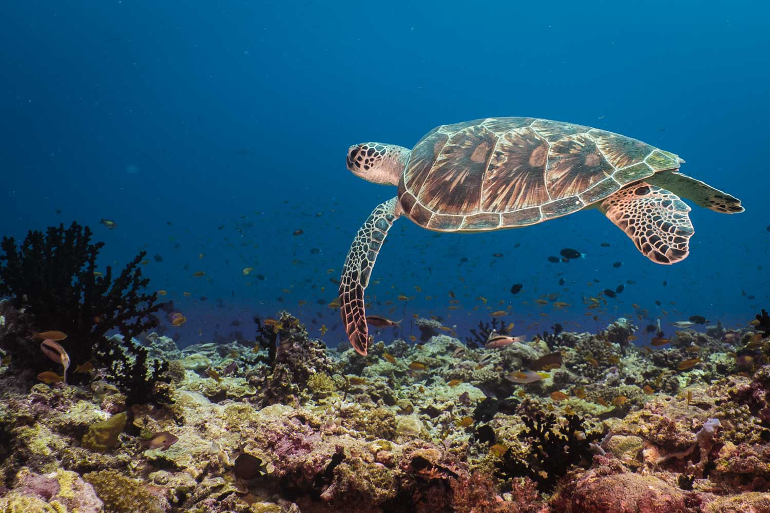 Sea turtle gliding over vibrant coral reef in clear blue ocean waters.
