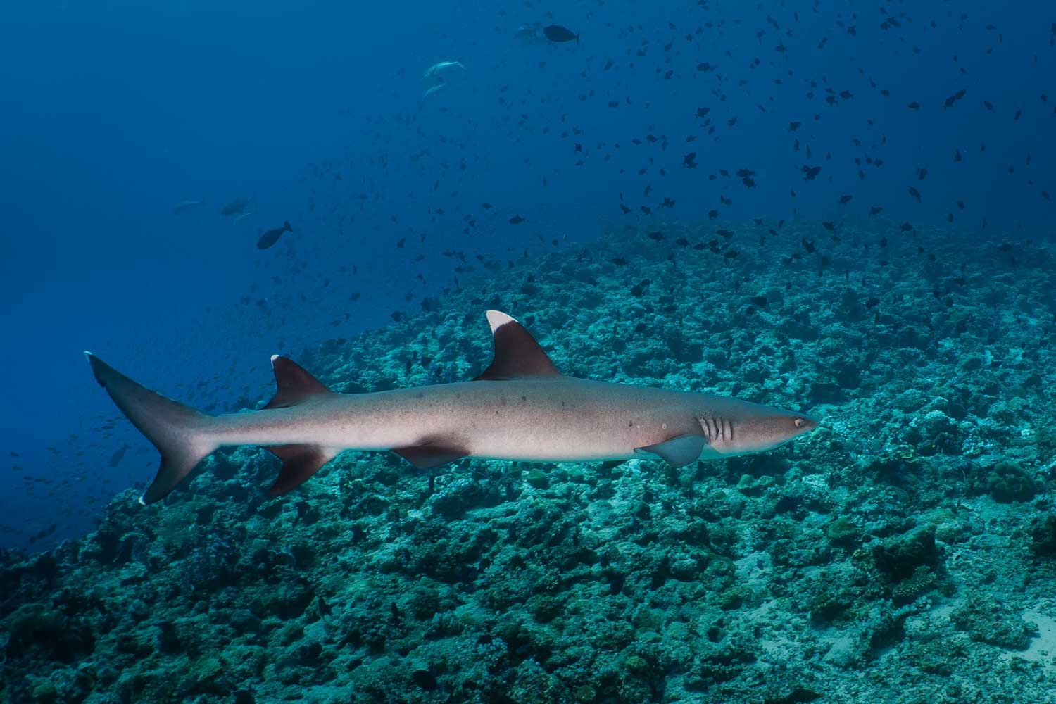 Shark swimming over coral reef in clear blue ocean waters.