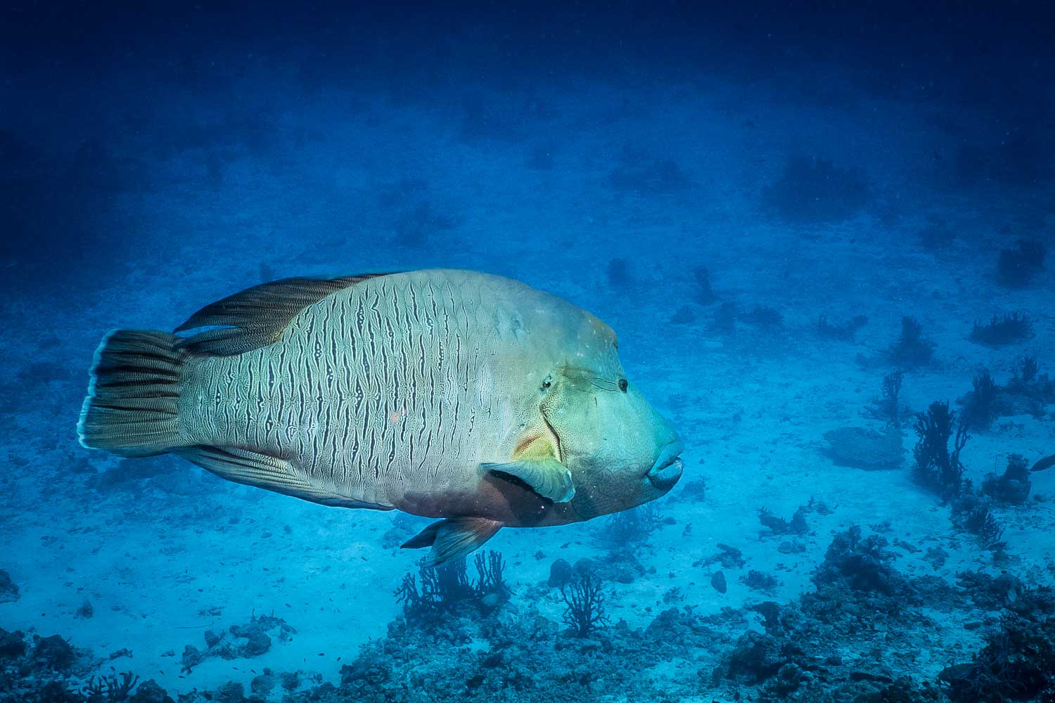 Napoleon wrasse swimming over a coral-sea bed in clear blue waters.