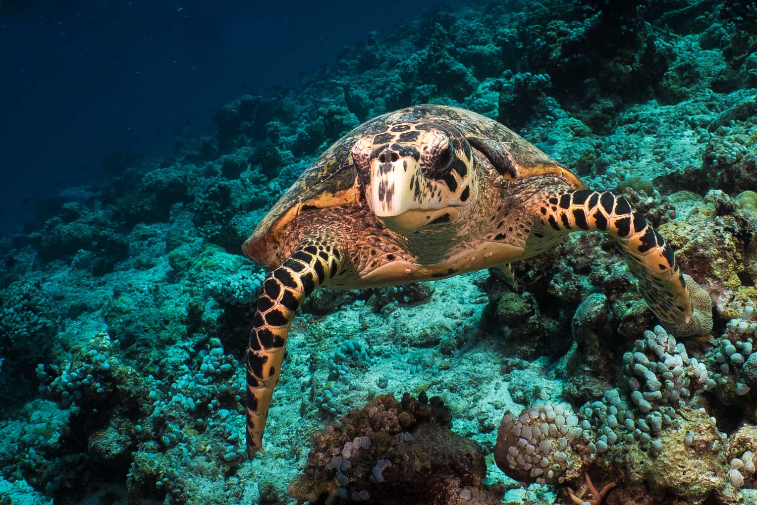 Sea turtle swimming over vibrant coral reef in clear blue ocean waters.