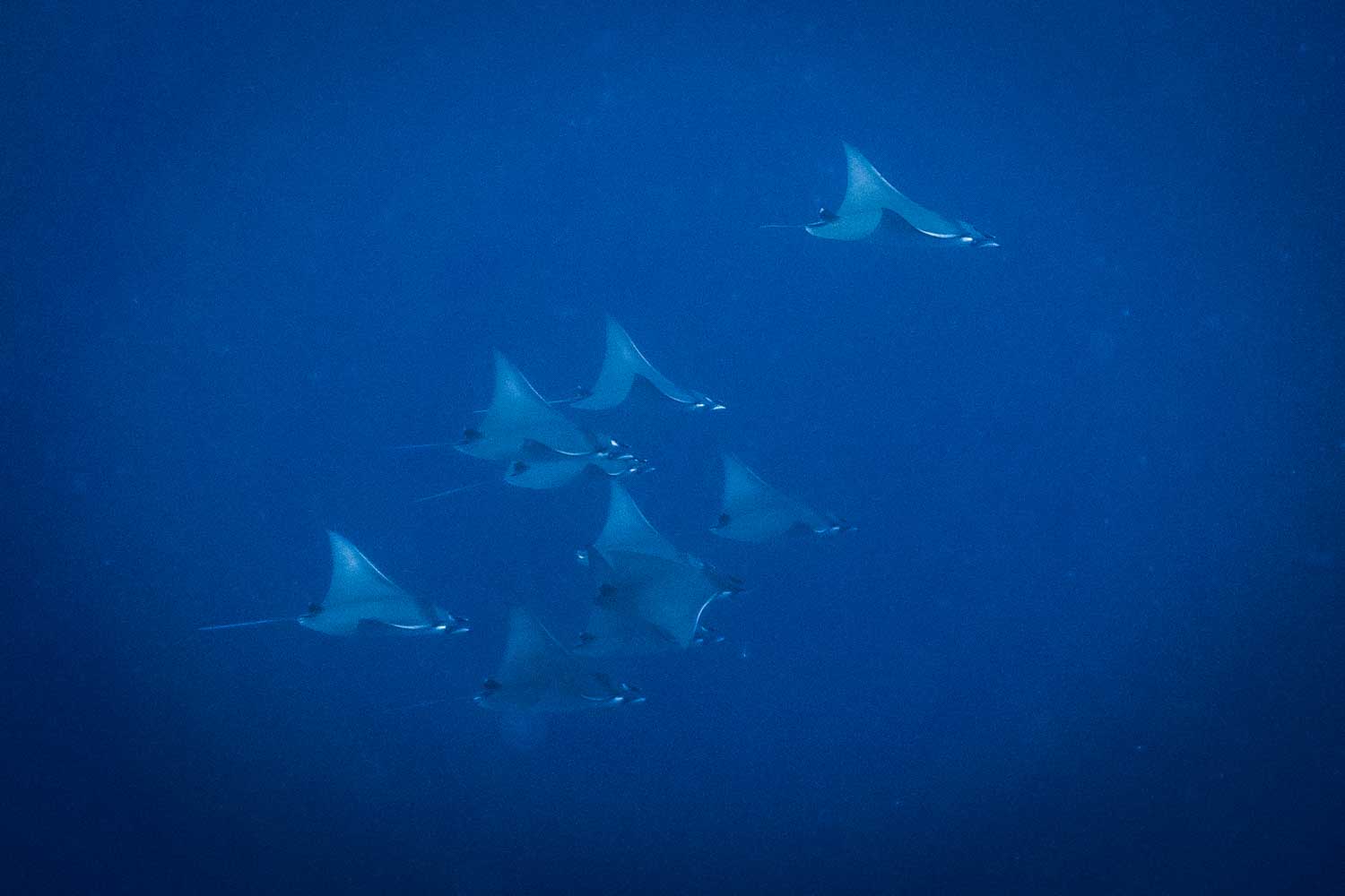 A school of eagle rays swimming gracefully through deep blue ocean waters.