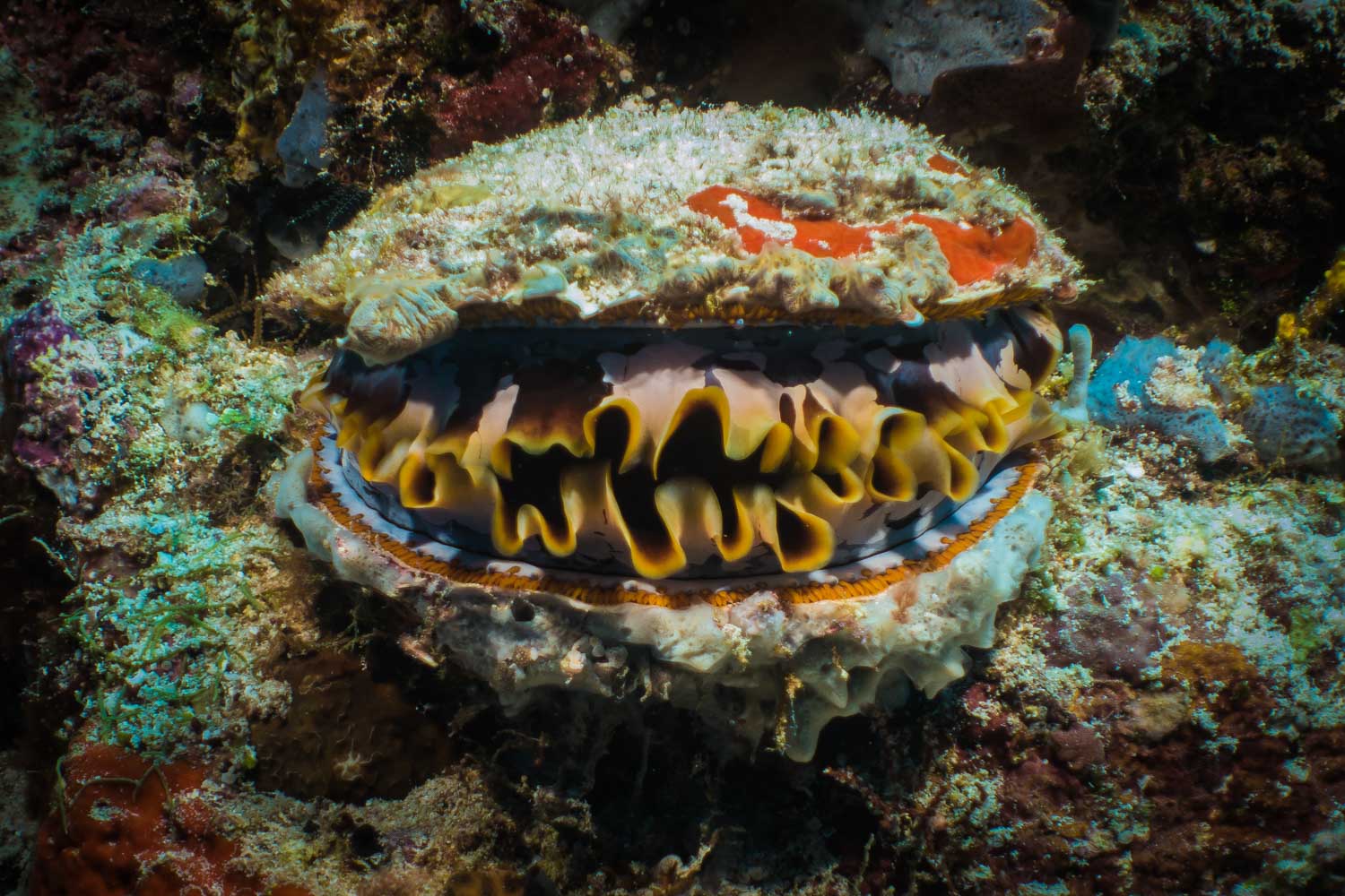 Vibrant reef clam with colorful, patterned shell and frilled edges nestled in coral, showcasing underwater marine beauty.