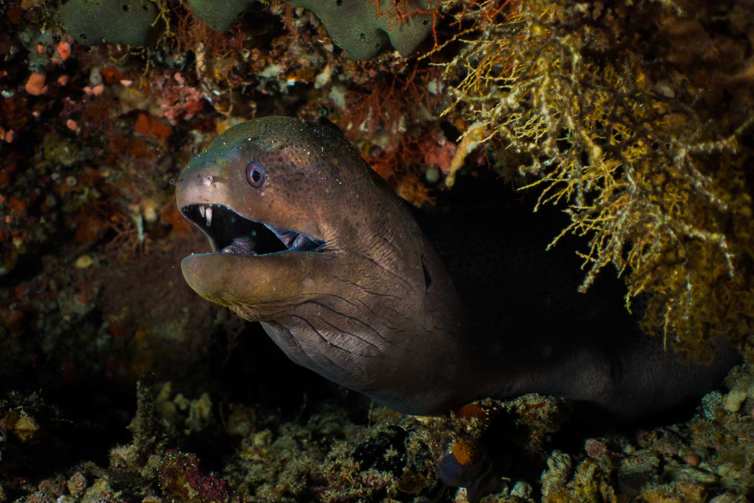 Moray eel peeking from coral reef crevice, showing open mouth and sharp teeth, surrounded by vibrant marine life.