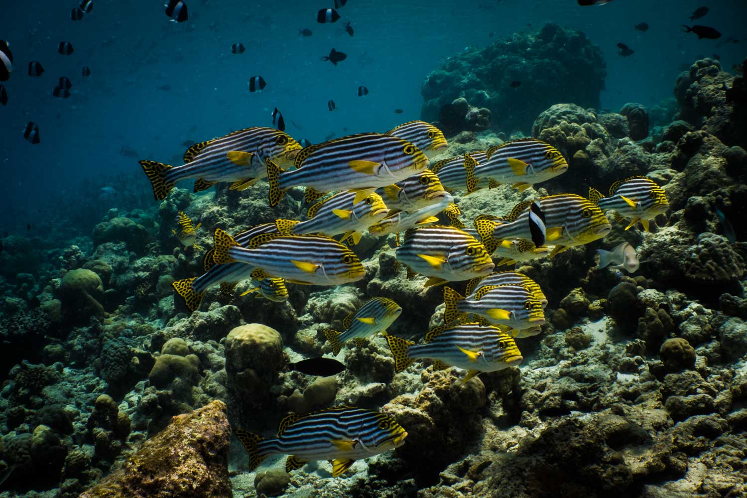 A school of colorful striped fish swimming over a vibrant coral reef under the ocean.