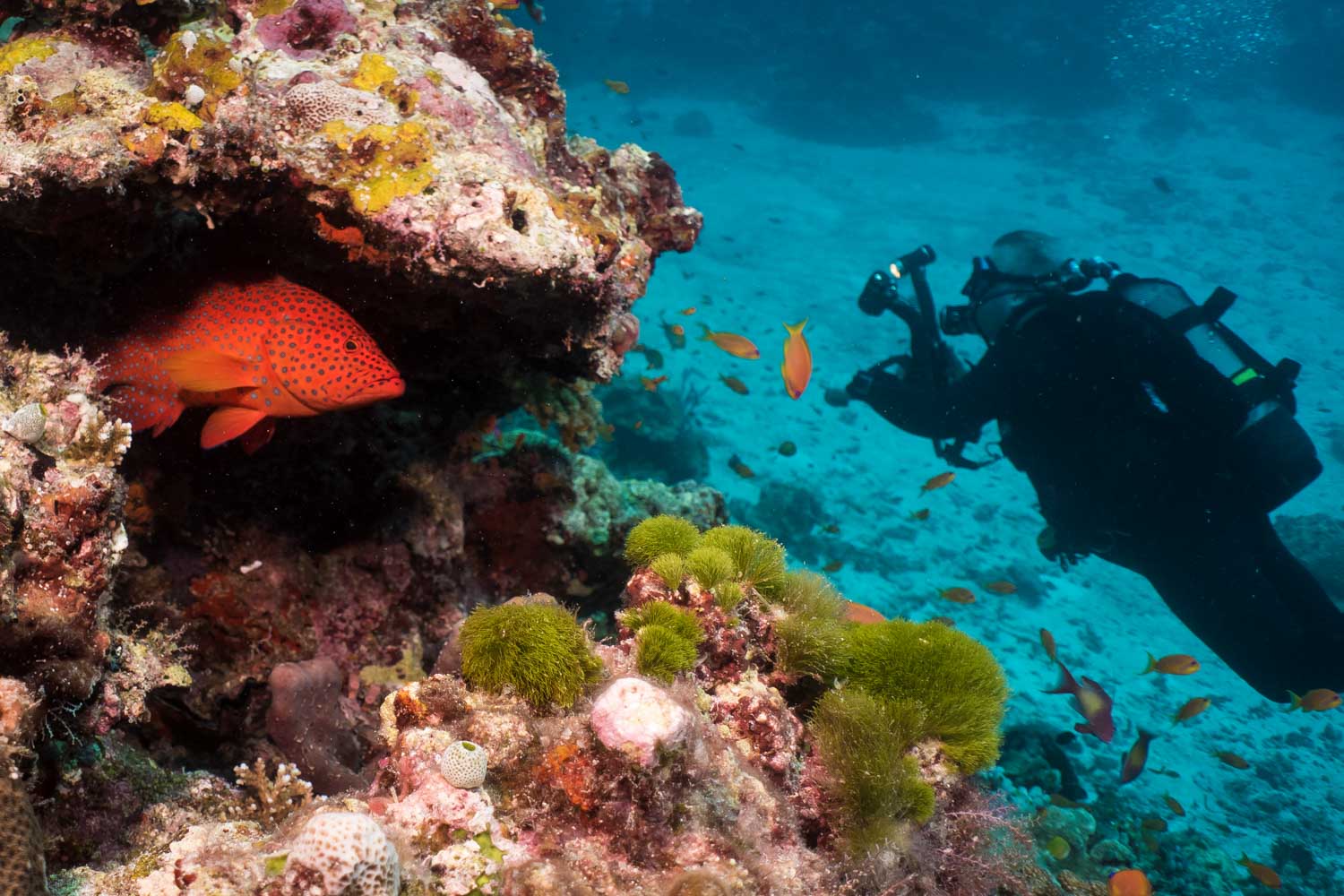 Diver photographing vibrant coral reef with red-spotted fish in clear ocean water.