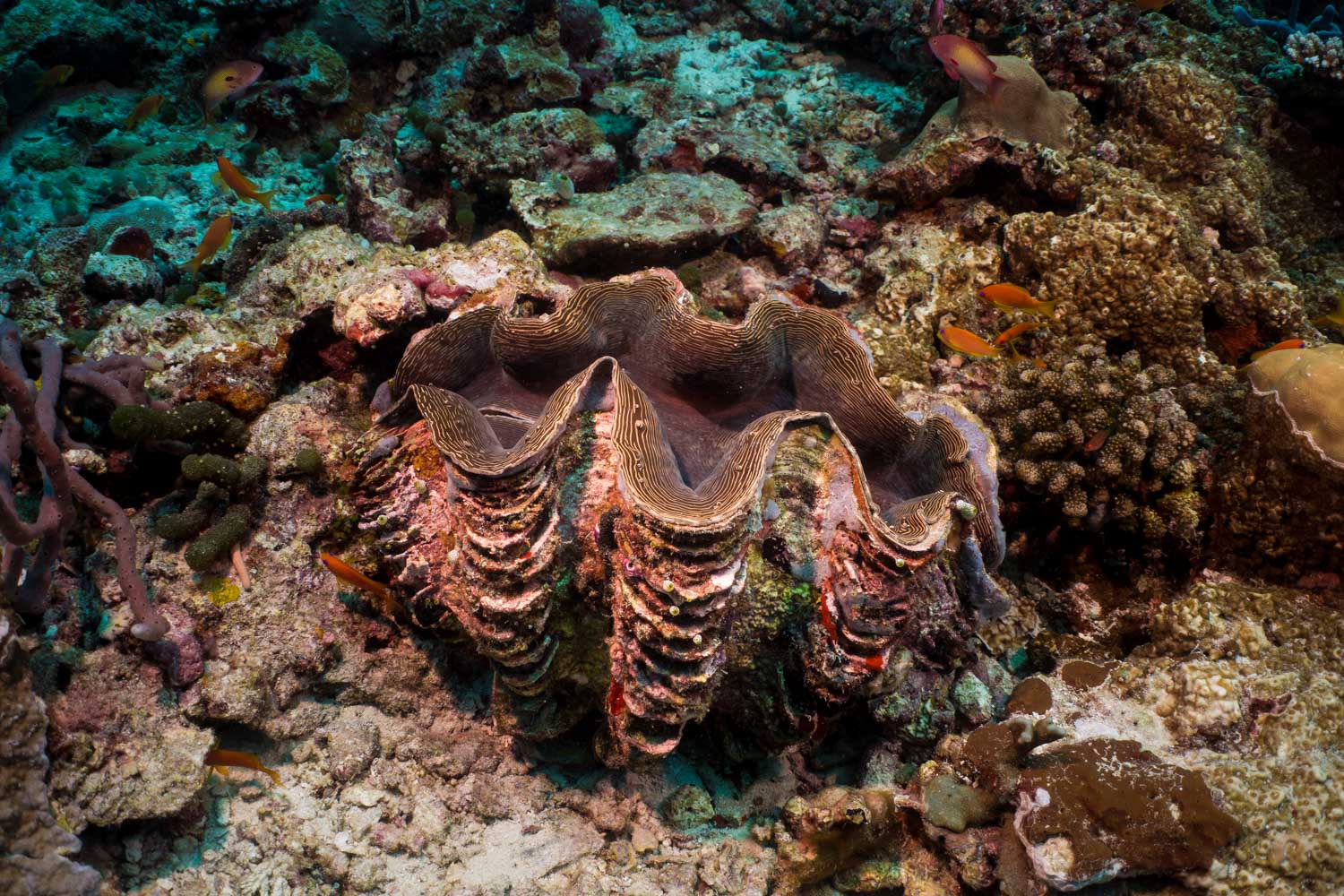 Giant clam on a colorful coral reef with small fish swimming around.