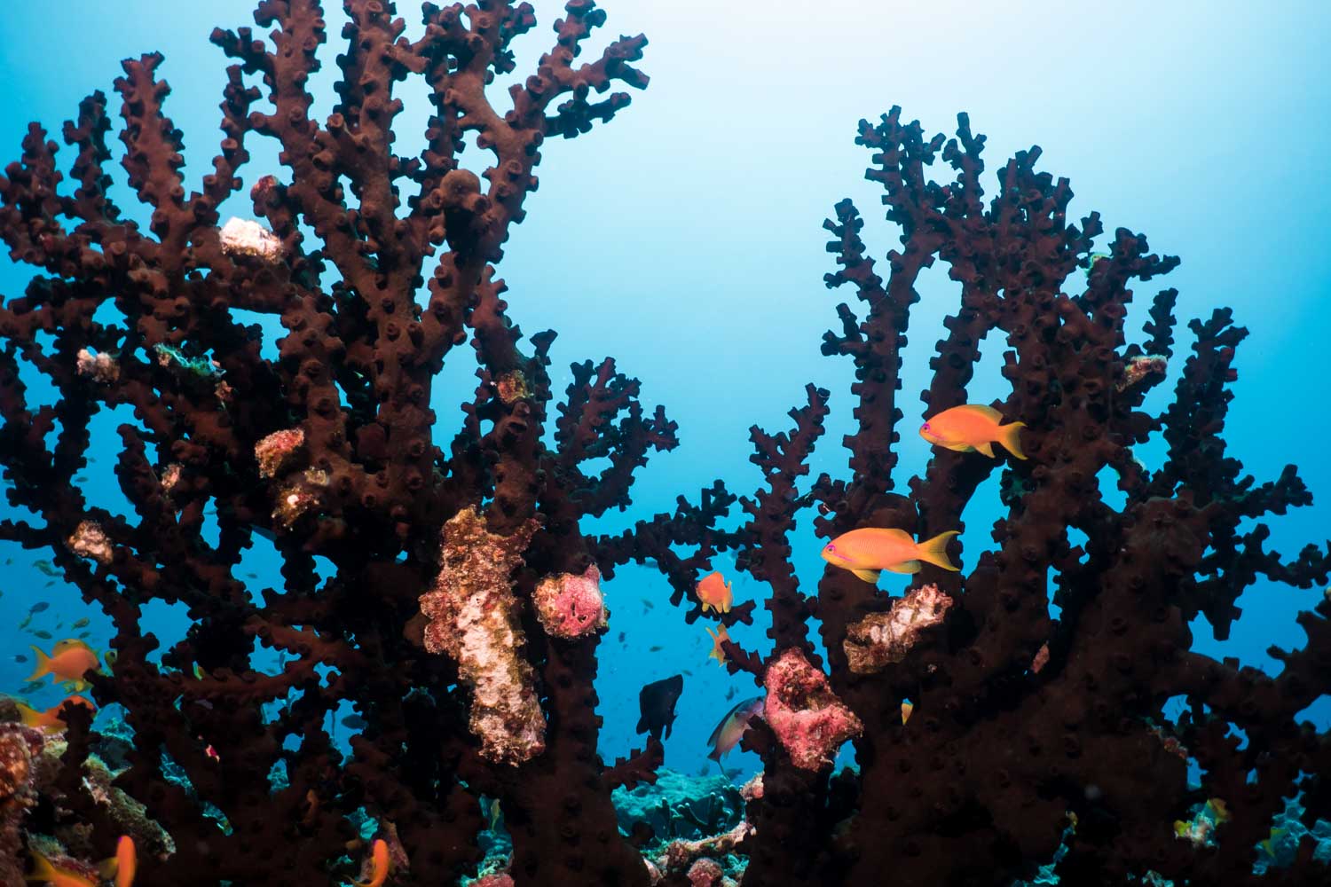 Vibrant coral reef with colorful fish swimming in clear blue ocean water.