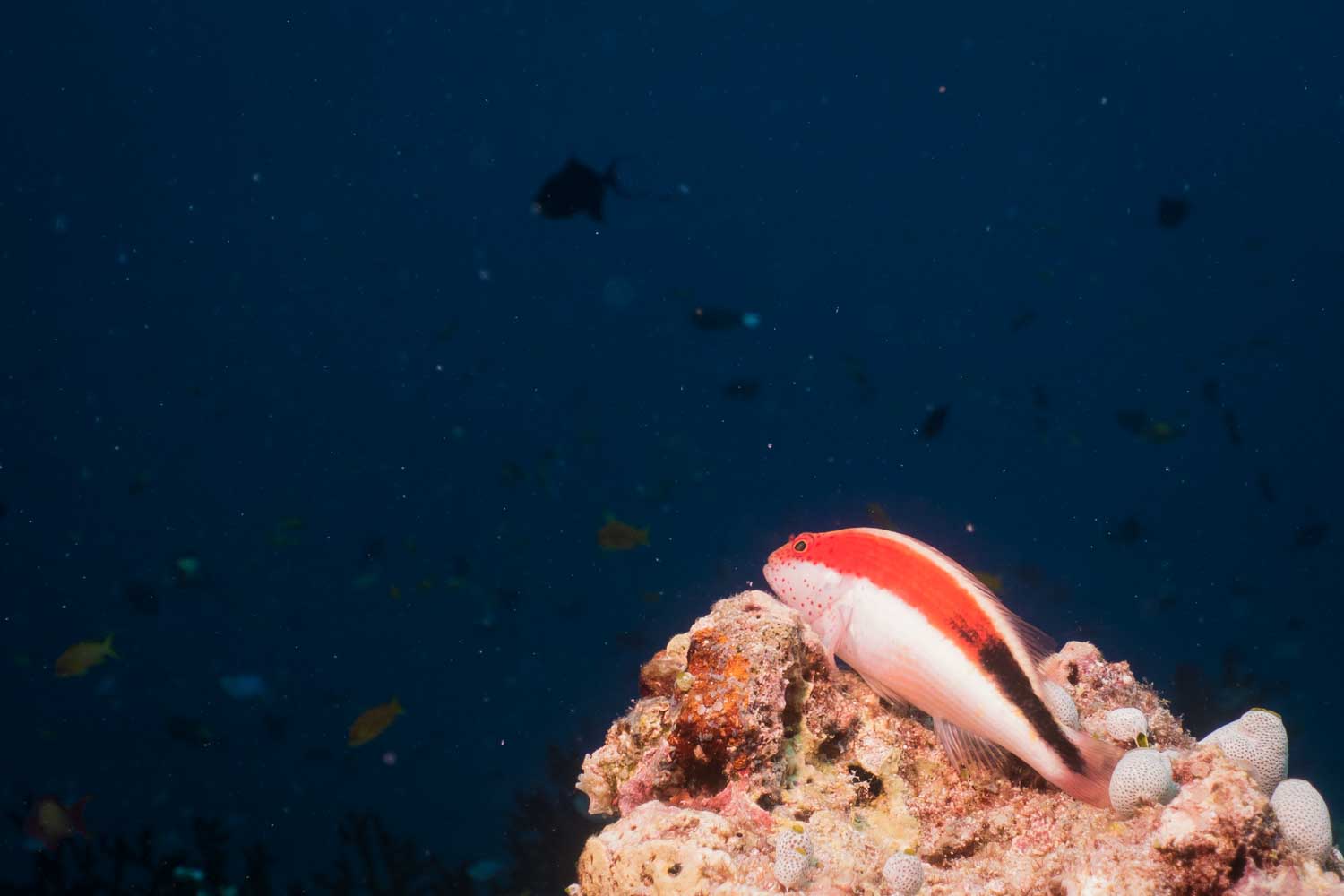 Colorful fish resting on coral reef with deep blue ocean background, highlighting marine life diversity.