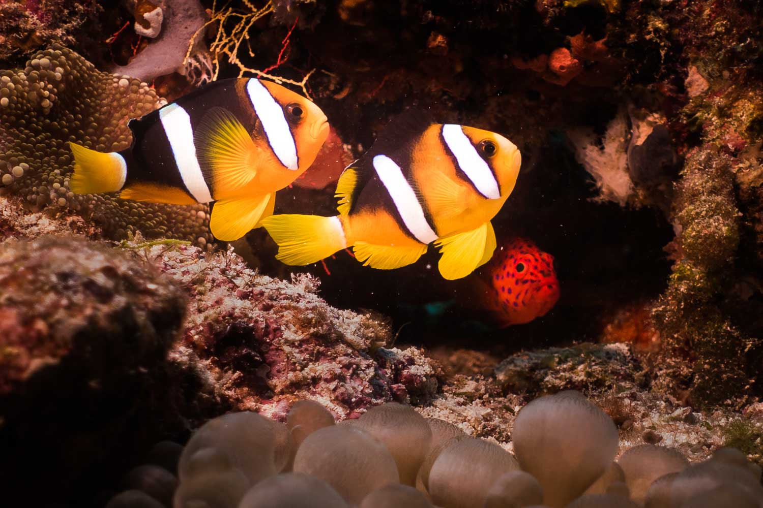 Two clownfish swimming near coral in a vibrant underwater scene.