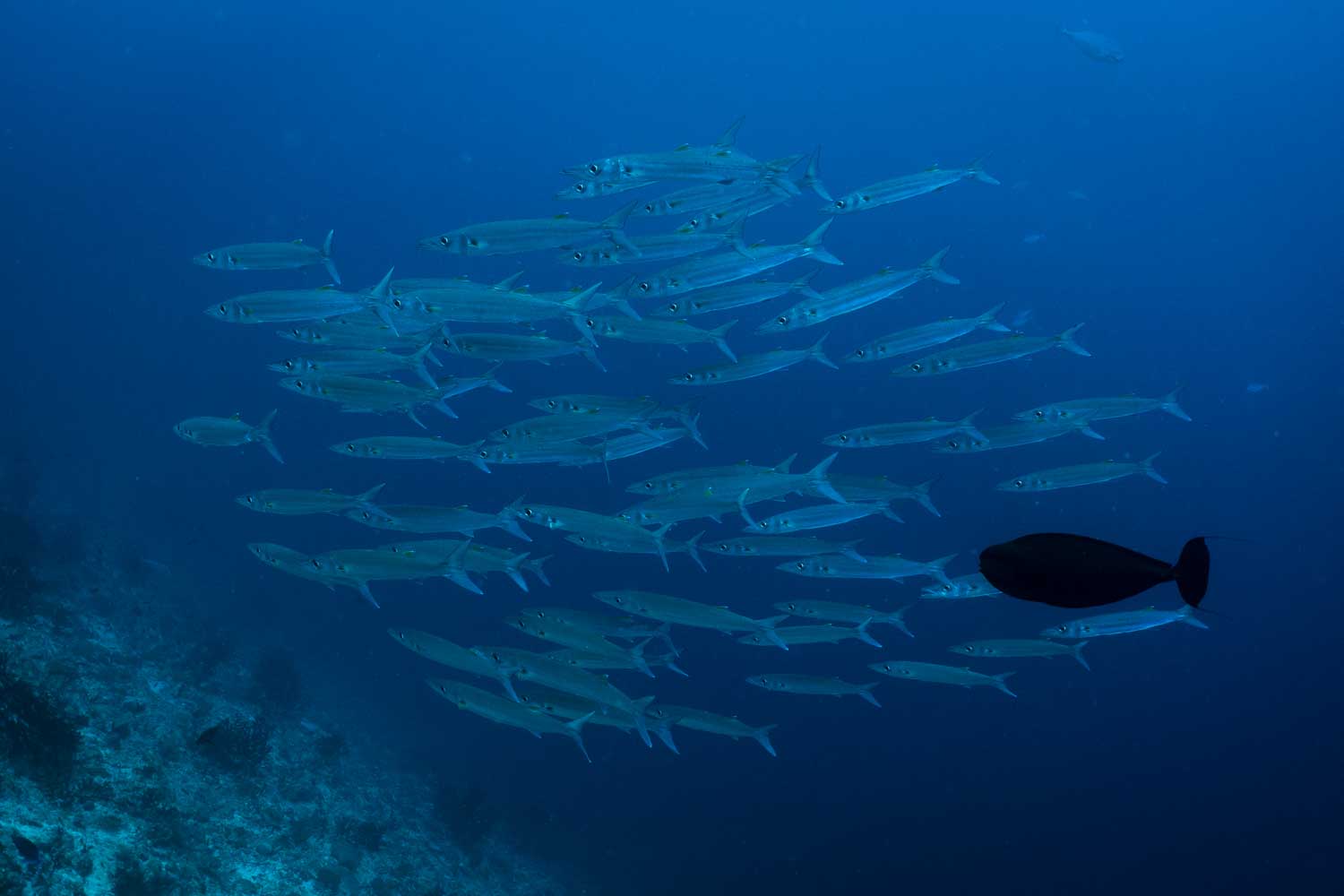 School of slender fish swimming in deep blue ocean waters.