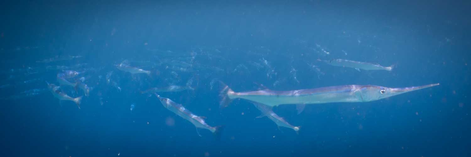 School of needlefish swimming gracefully in clear blue ocean waters.