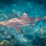 Shark swimming over coral reef with sunlight reflections in clear blue ocean water.