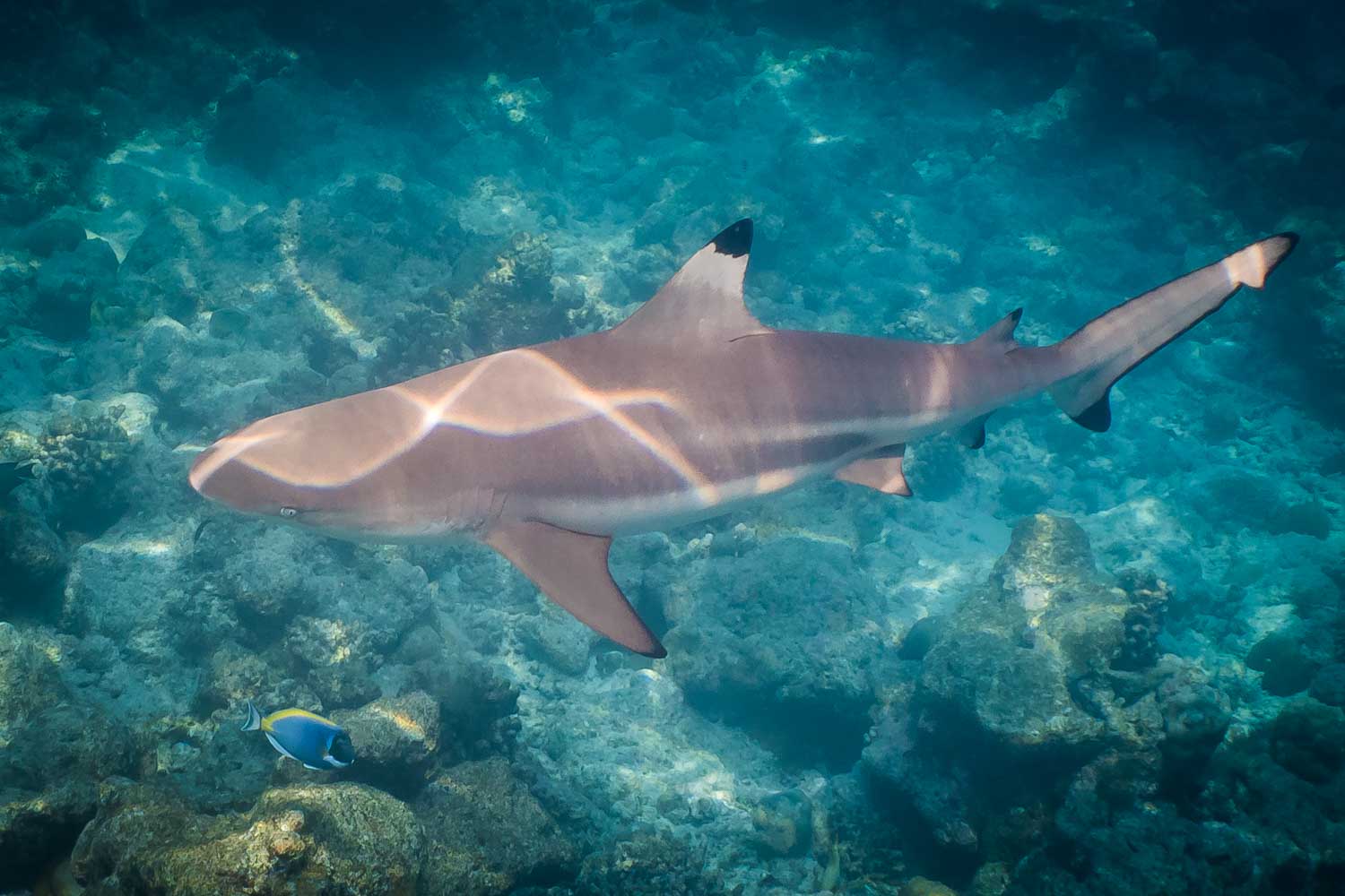 Maldives – Diving Adventures on Kuramathi Island