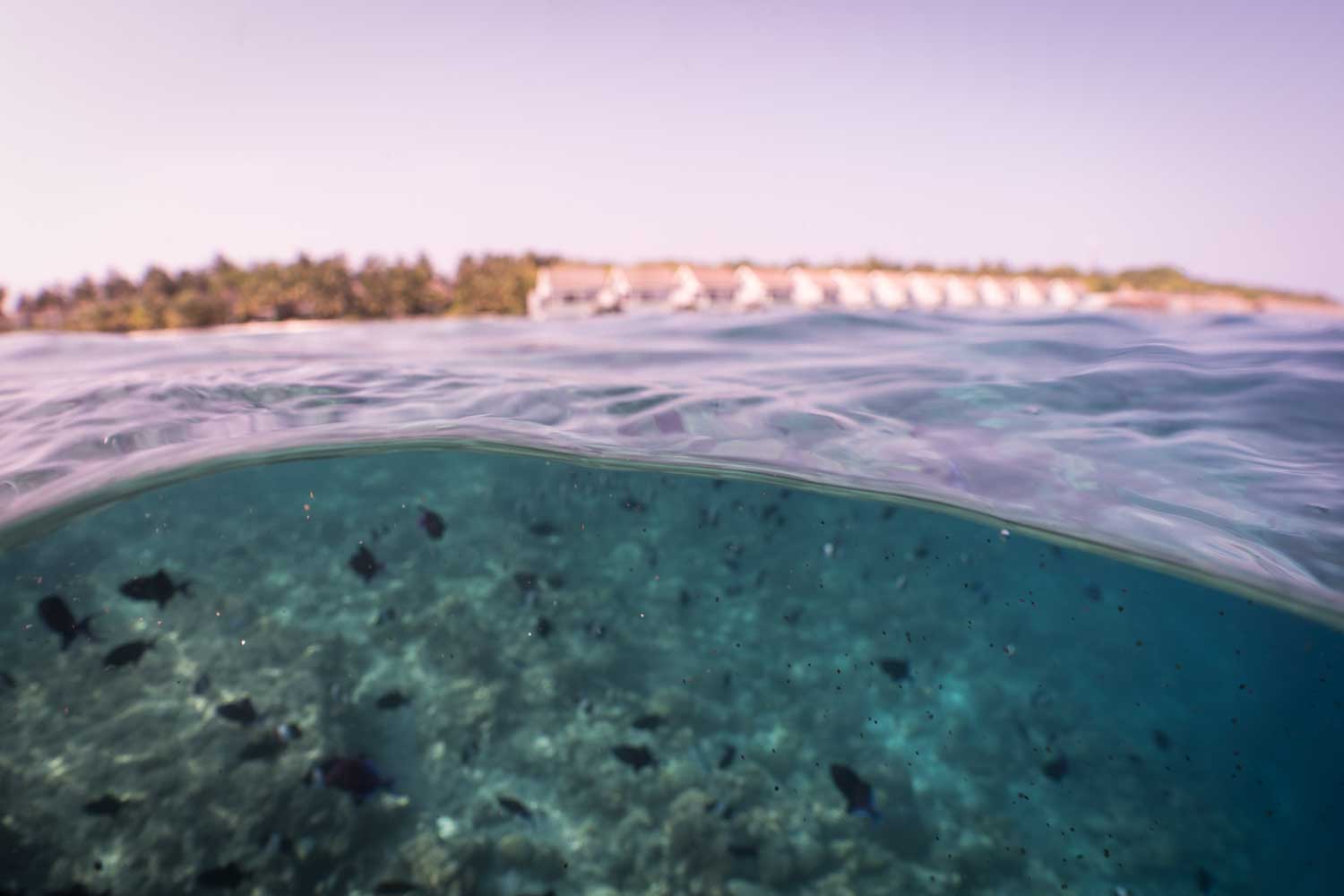 Clear ocean view with coral and fish underwater, tropical island and overwater bungalows in the background.