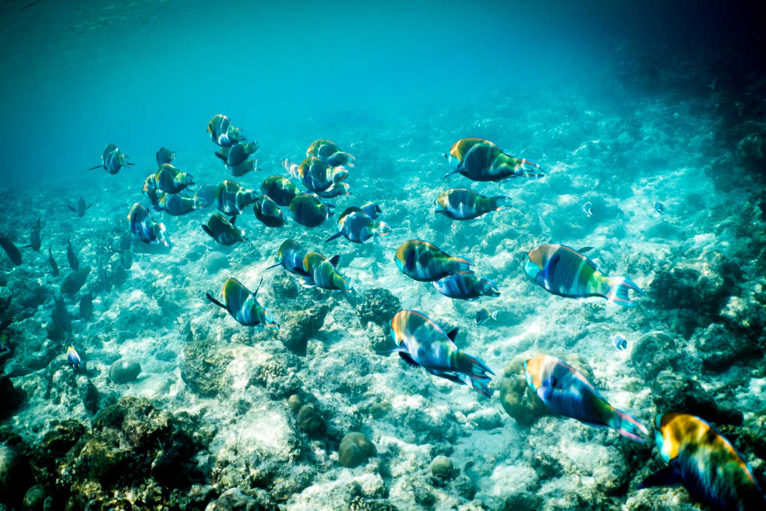 A school of colorful fish swims over a coral reef in clear blue ocean water.
