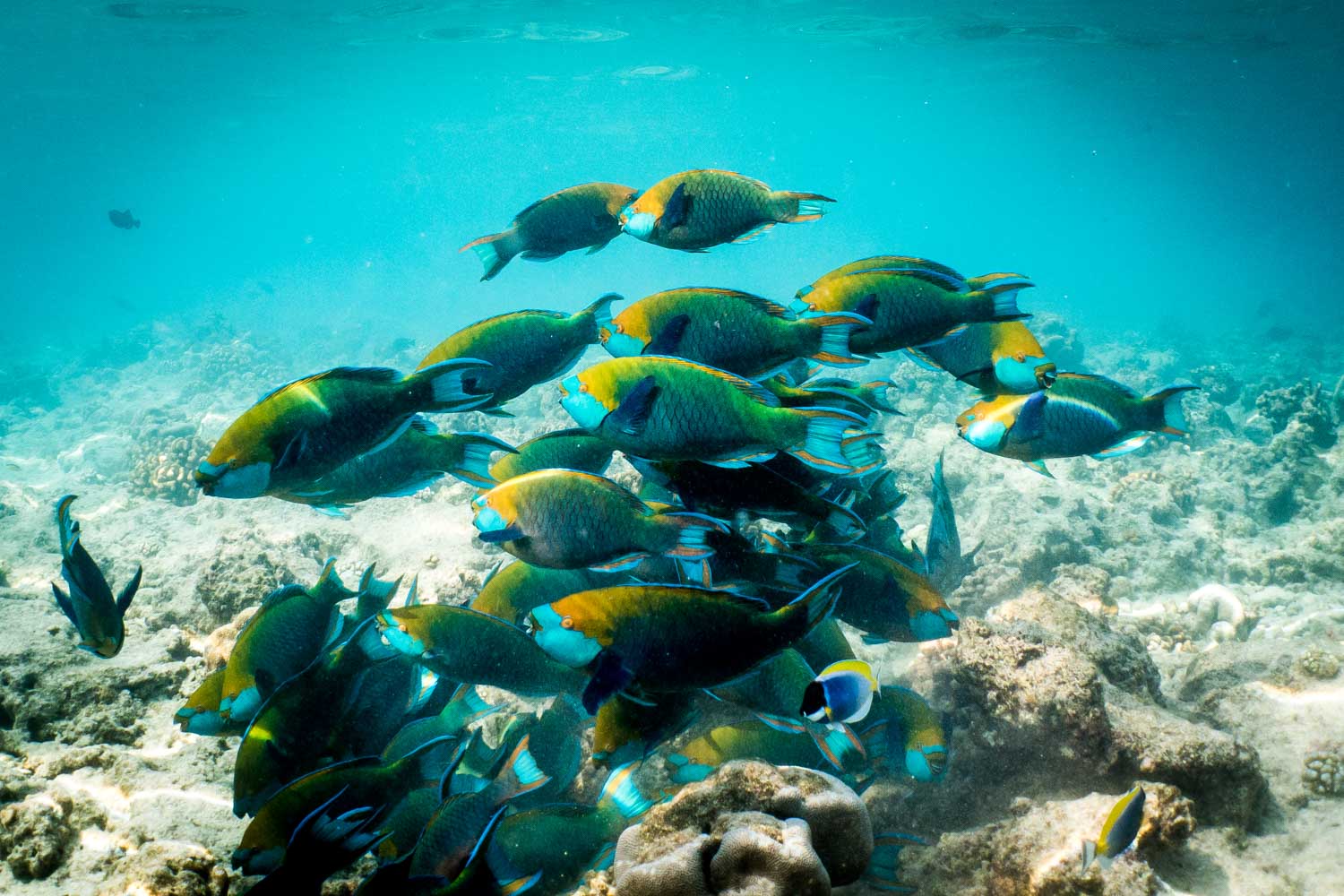A vibrant school of colorful parrotfish swimming over coral reefs in clear blue ocean waters.
