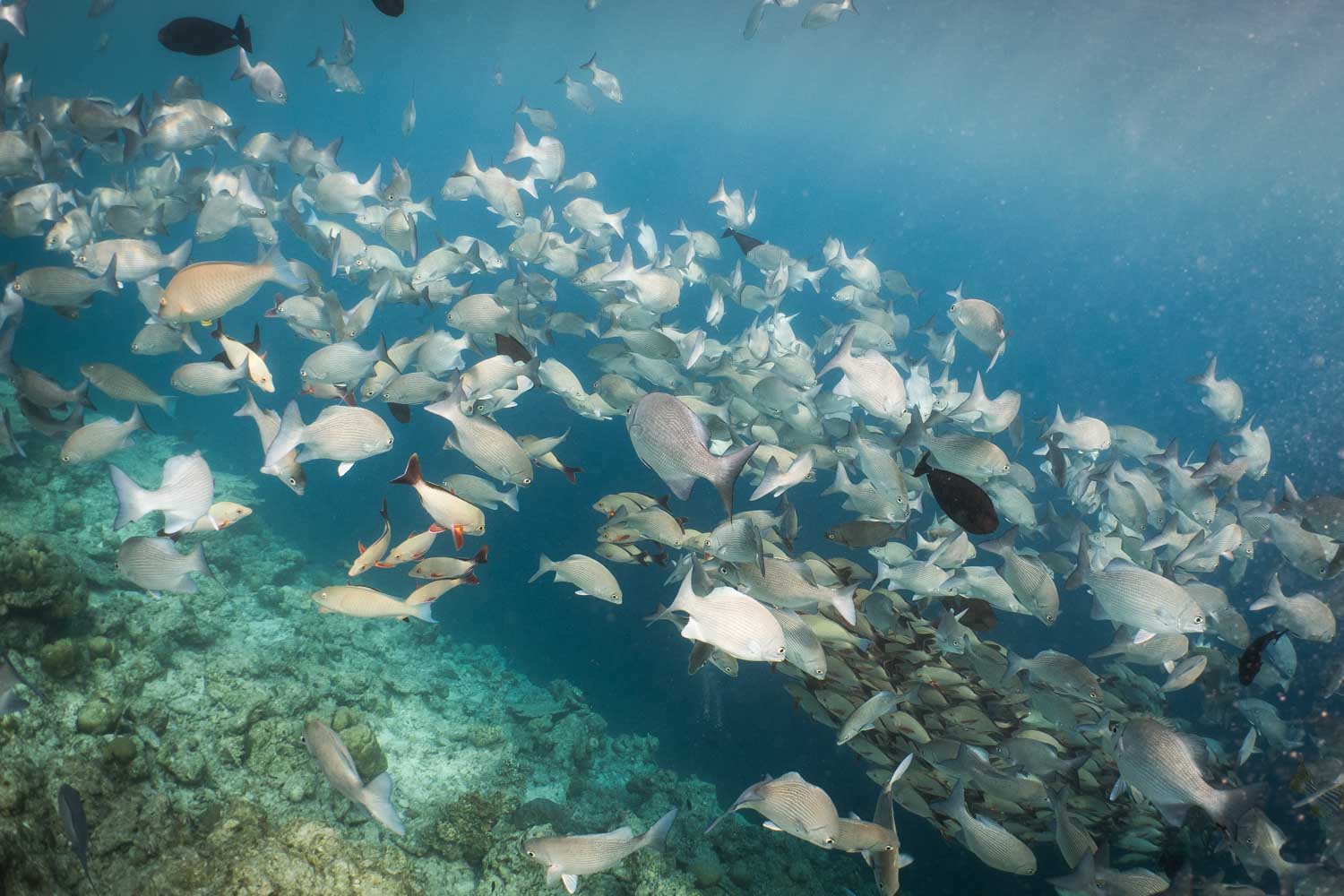 School of colorful fish swimming over a coral reef in clear blue ocean water.