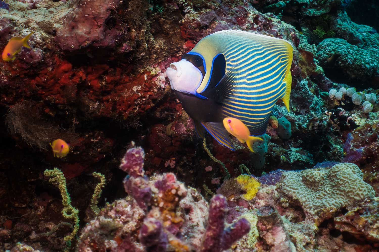 Colorful angelfish with yellow stripes swimming near corals with two small orange fish on a vibrant reef.