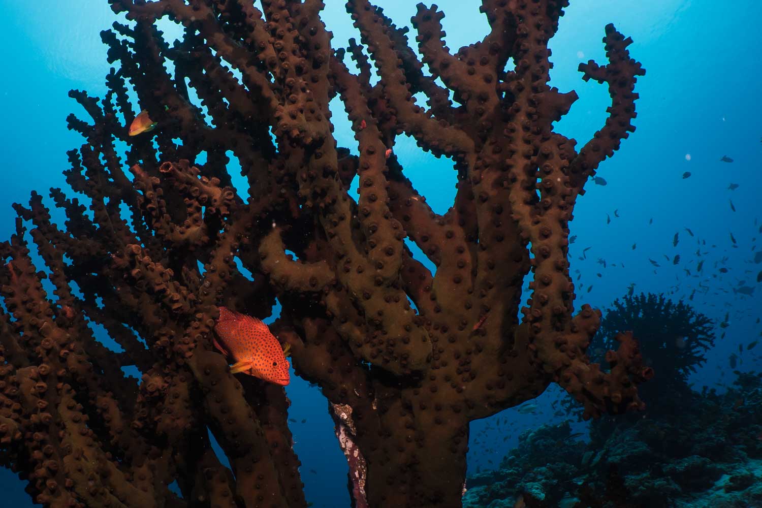 Vibrant orange fish swimming among large, spiky coral formations in a clear blue underwater scene.